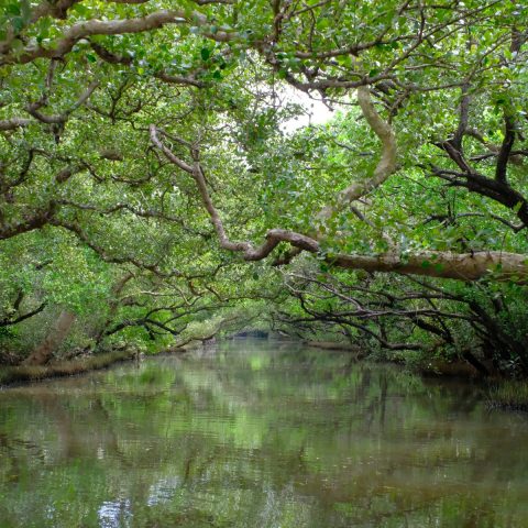 Sundarbans Community Patrols