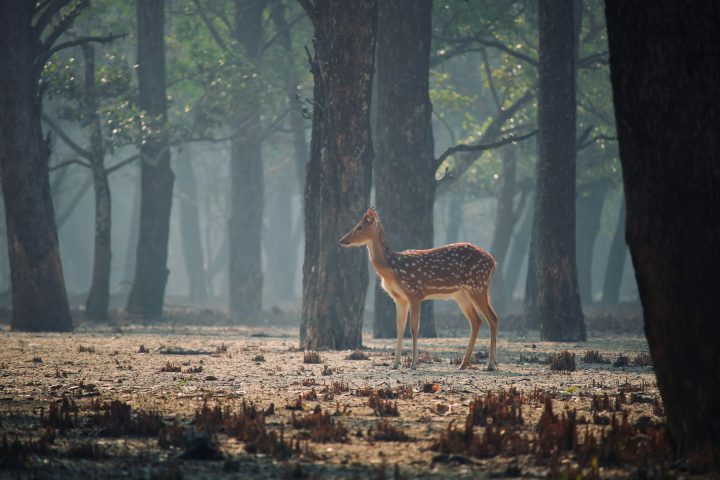 কুয়াশাঢাকা বনে চিত্রা হরিণ