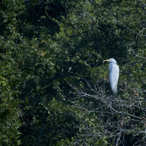 ঘন গাছে সাদা বক
