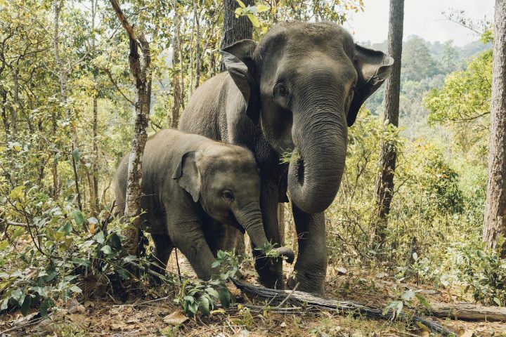বনে মা হাতি ও শাবক