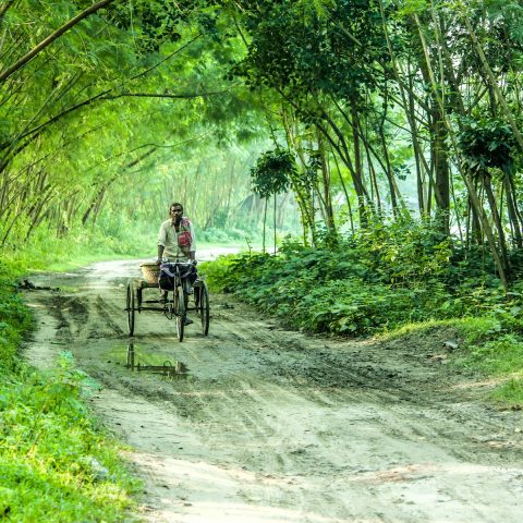 বাঁশবনের ভেতর দিয়ে মেঠো পথ