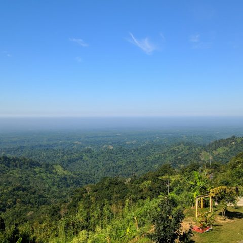 সবুজ বনের বিস্তৃত দৃশ্য
