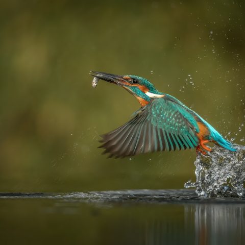 পানি থেকে মাছ ধরে উড়ছে মাছরাঙা