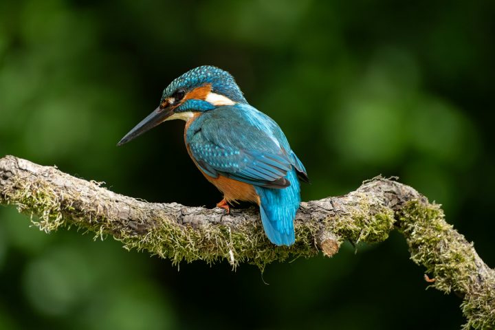 শ্যাওলা ঢাকা ডালে মাছরাঙা