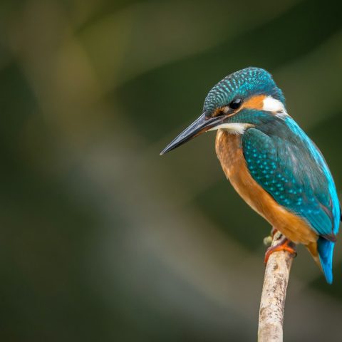ডালে বসা মাছরাঙা