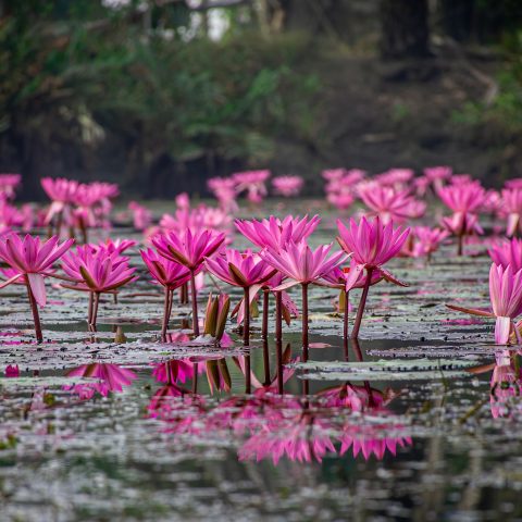 জলাভূমিতে ফোটা লাল শাপলা