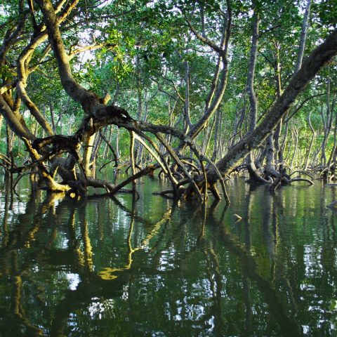 Sundarbans Community Patrols