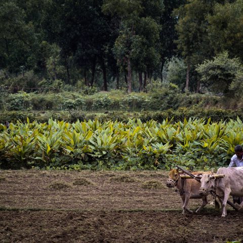 গরু দিয়ে জমি চাষ