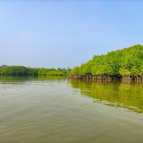 ম্যানগ্রোভ বনঘেরা নদী