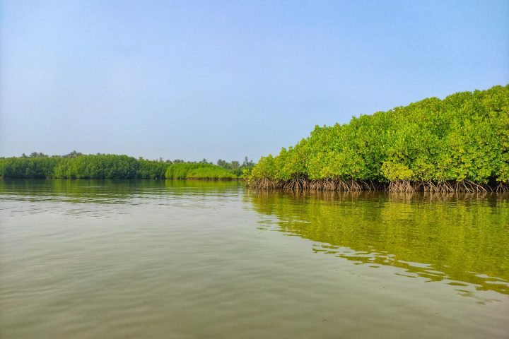 ম্যানগ্রোভ বনঘেরা নদী