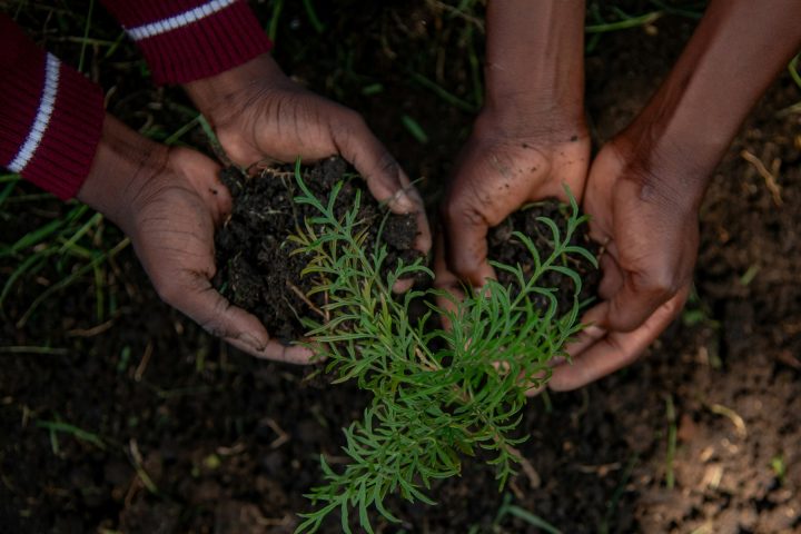 মাটিতে চারা রোপণ করছে দুটি হাত