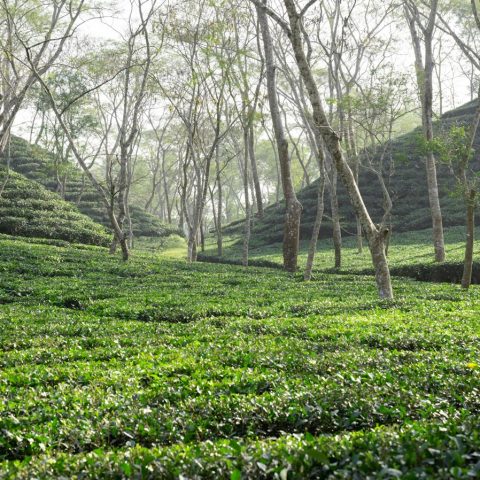 ছায়াগাছের নিচে চা বাগান