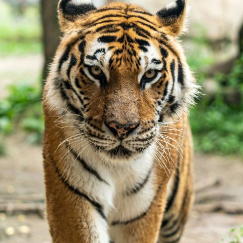 বেঙ্গল টাইগার